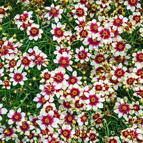 Generic Coreopsis Plains seeds in sunny field, blooming to brighten meadows