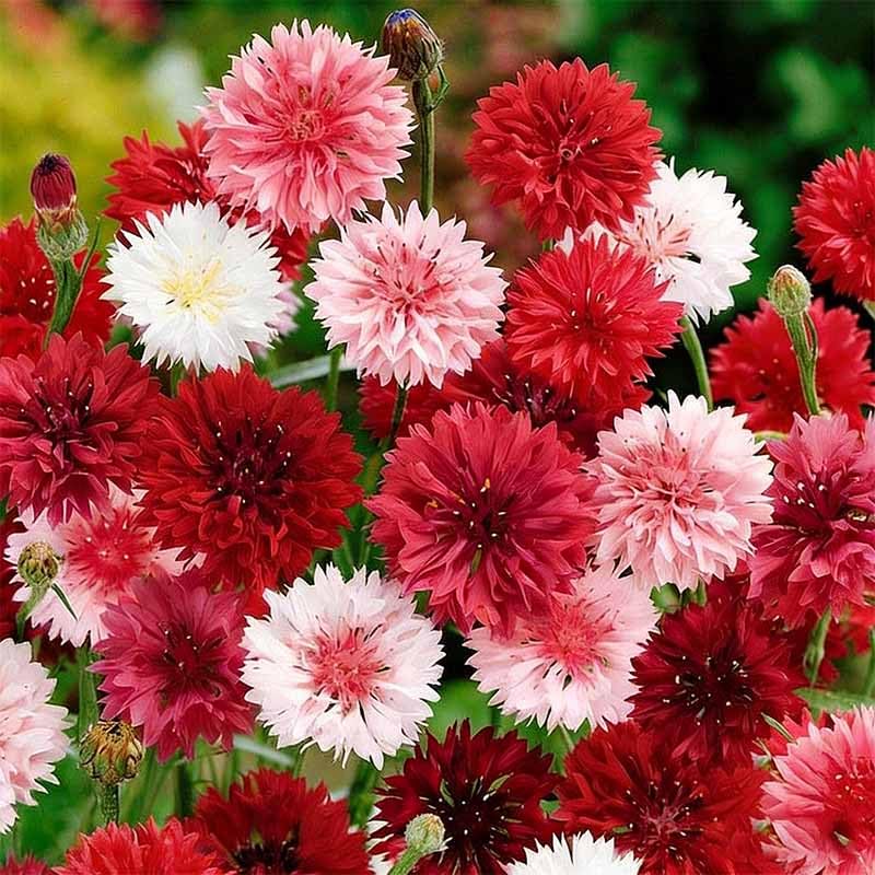 Generic cornflowers illustrating border and cottage garden appeal.