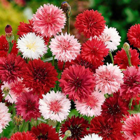 Generic cornflowers illustrating border and cottage garden appeal.