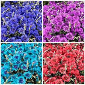 Generic cornflowers blooming along garden border for vibrant landscaping.