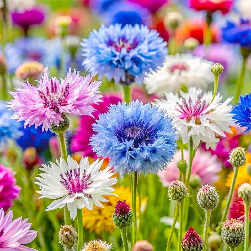 Generic cut-flower-ready cornflowers provide natural focal points.