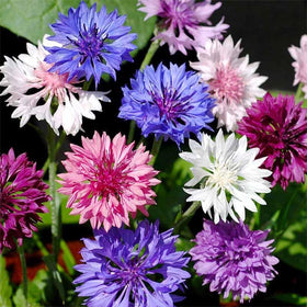 Generic cornflowers ready for cut flower arrangements from garden.