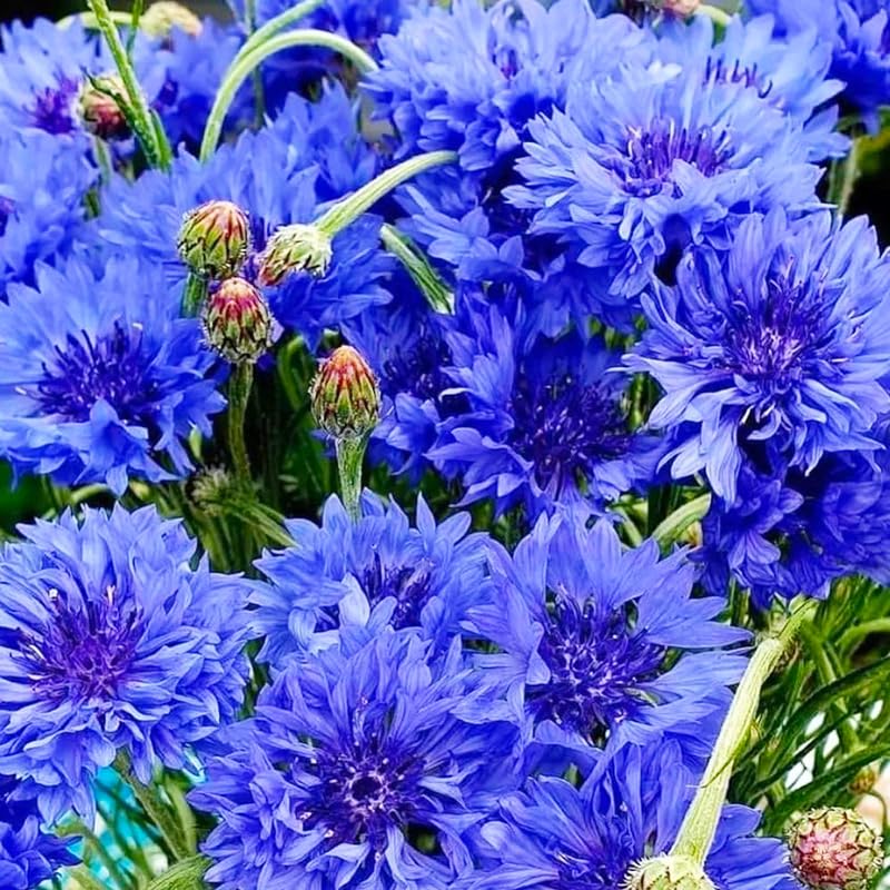 Generic cornflowers long-stem bouquet ready for fresh-cut arrangements.