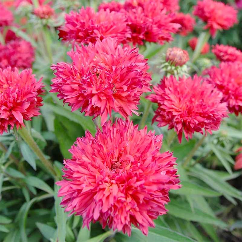 Generic cornflowers attracting bees and butterflies for pollinator-friendly garden.