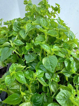 Generic Crab Claw Seeds grown in container garden, ideal for small spaces.