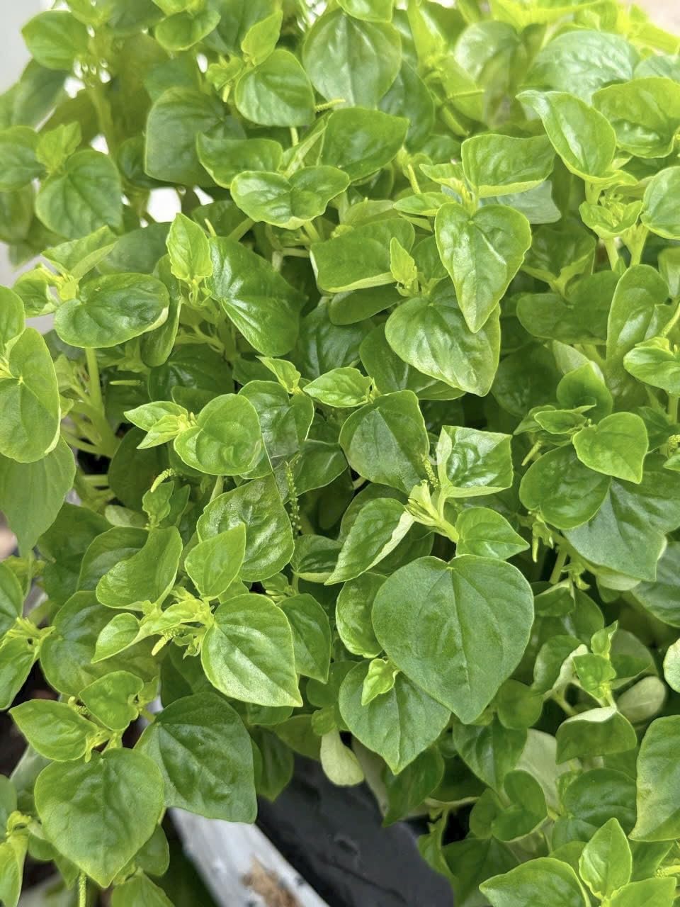 Generic Crab Claw Seeds mature into edible greens for soups and fresh dishes.