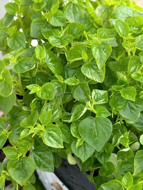 Generic Crab Claw Seeds mature into edible greens for soups and fresh dishes.