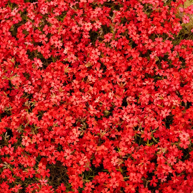 Generic creeping phlox seeds in sun-loving display for color