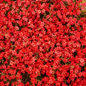 Generic creeping phlox seeds in sun-loving display for color