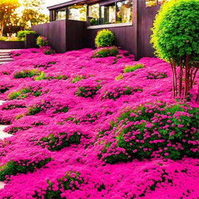 Generic creeping thyme border-garden highlighting low, weed-suppressing texture.