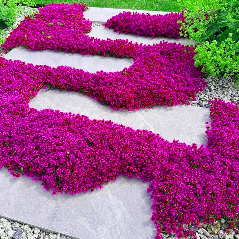 Generic creeping thyme fragrant leaves close-up for aromatherapy-ready gardens.