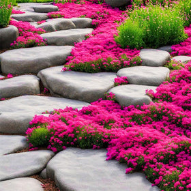 Generic creeping thyme path-edge use: softening stone and paving edges.