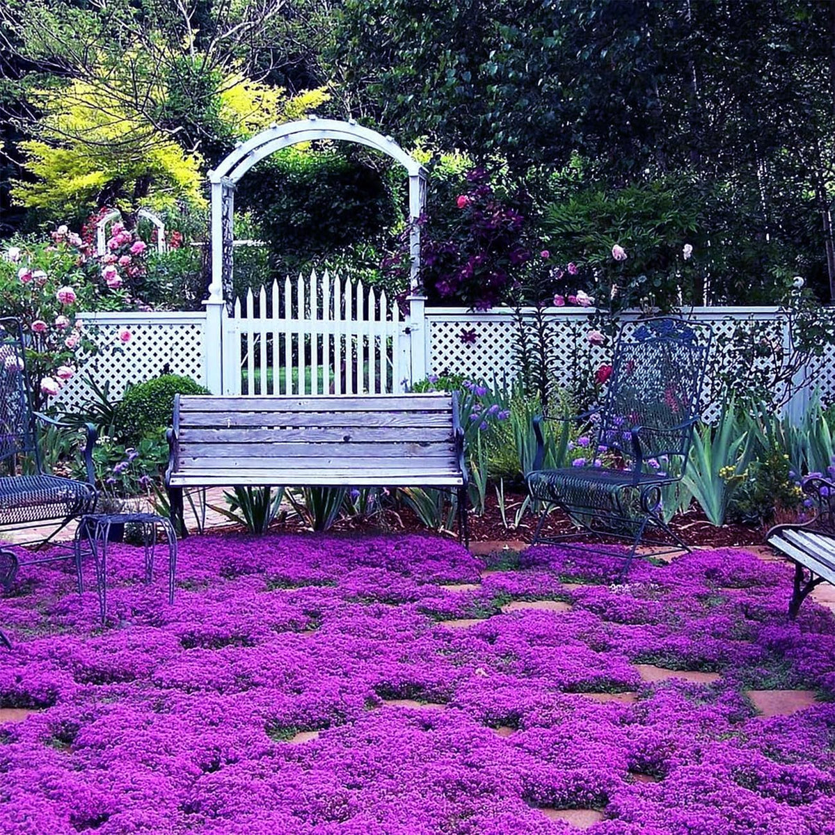 Generic Creeping Thyme seeds support year round greenery in arid landscapes.