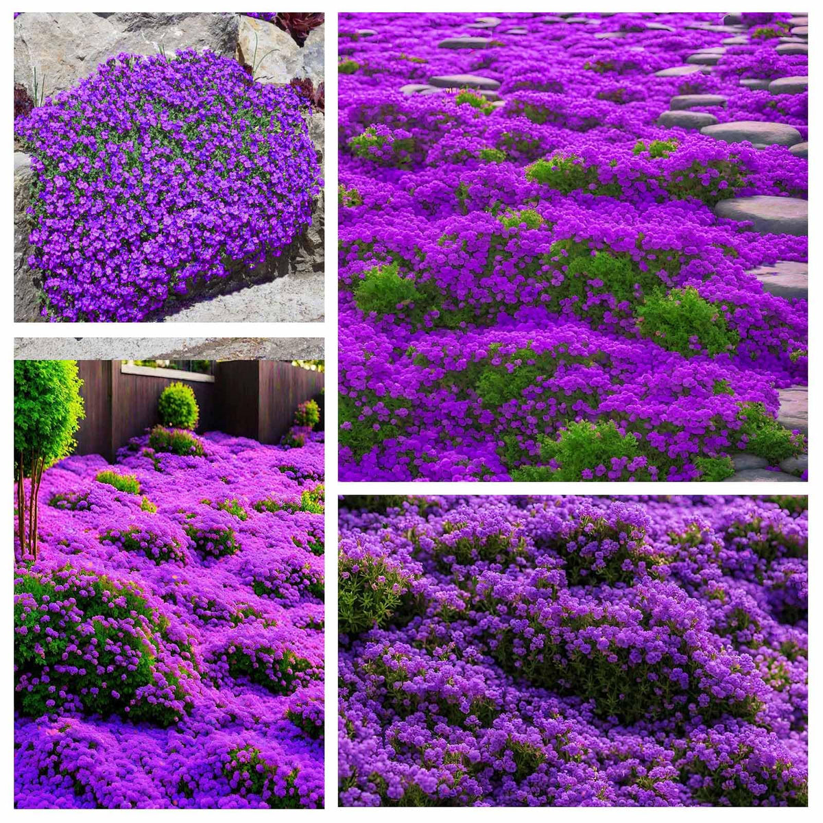 Generic Creeping Thyme seeds for rock garden decor and drought tolerant cover.
