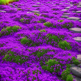 Generic Creeping Thyme seeds ideal for sunny borders and seasonal blooms.