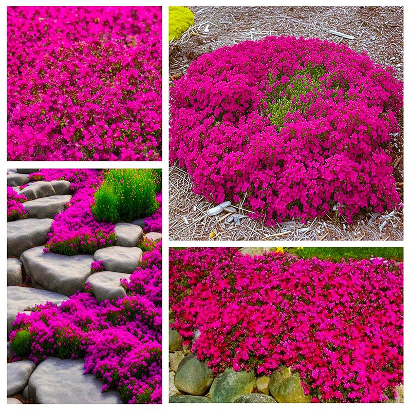 Generic creeping thyme summer flowers bloom in tiny, pollinator-friendly clusters.
