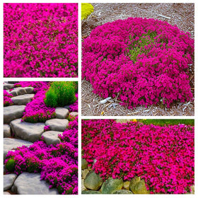 Generic creeping thyme summer flowers bloom in tiny, pollinator-friendly clusters.