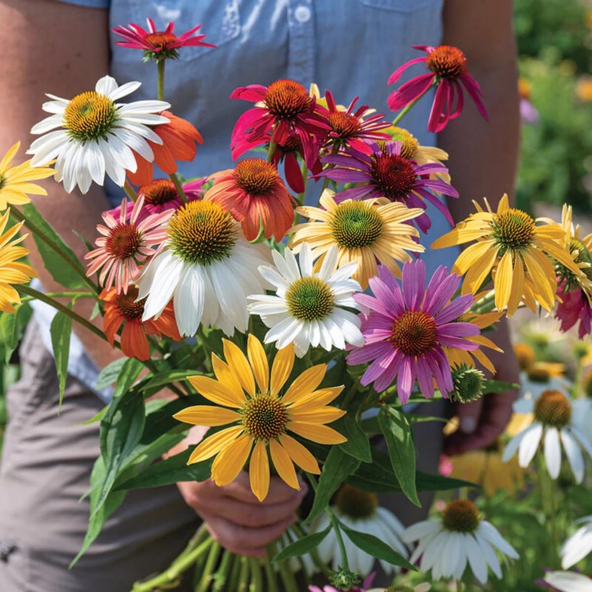 Generic mixed-color Echinacea seeds provide long-lasting garden brightness from summer through fall.