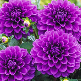 Generic giant dahlia border edge adds texture and drama in garden.