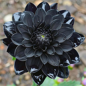 Generic dahlia container planting with dinner plate variety on a patio.