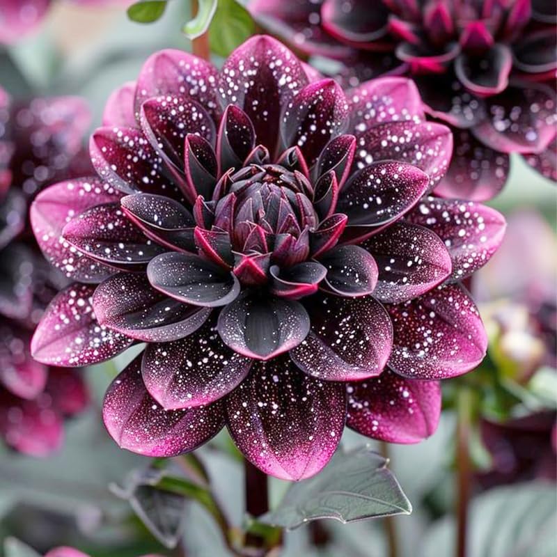 Generic dahlia cut flower in bouquet with long vase life.