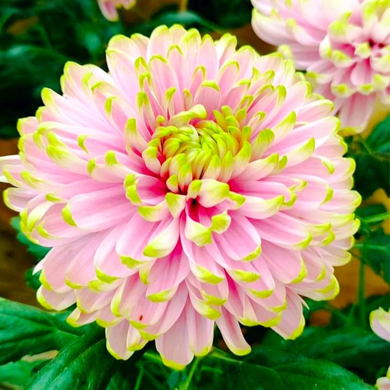 Generic dahlia pinnata seedling in pot ready for container gardening.
