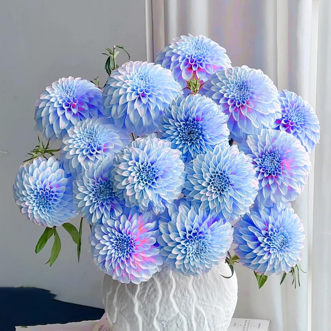 Generic Dahlia seeds perform as annuals across all USDA zones for flexible planting.