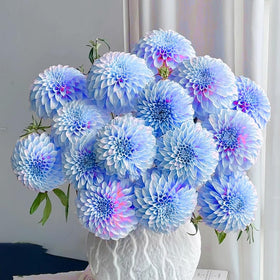 Generic Dahlia seeds perform as annuals across all USDA zones for flexible planting.