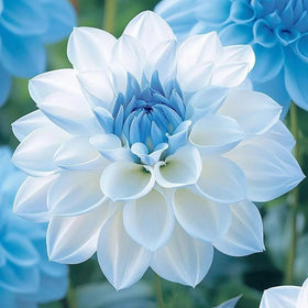 Generic Dahlia seeds are easy to grow from seed, ideal for busy gardeners.