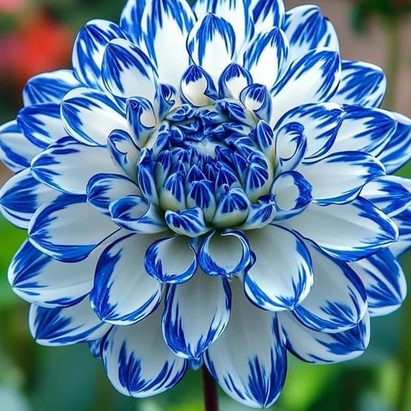 Generic Dahlia seeds thrive in full sun, delivering a prolific flowering display.