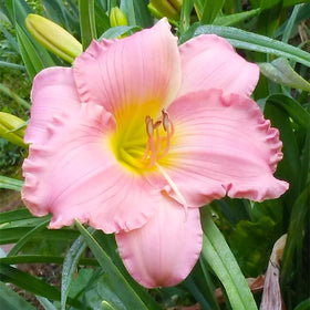Generic Daylily Seeds bloom montage hints at multi-season color and mass planting.
