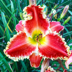 Generic Daylily Seeds color-variation image highlights mixed blooms for diverse landscapes.