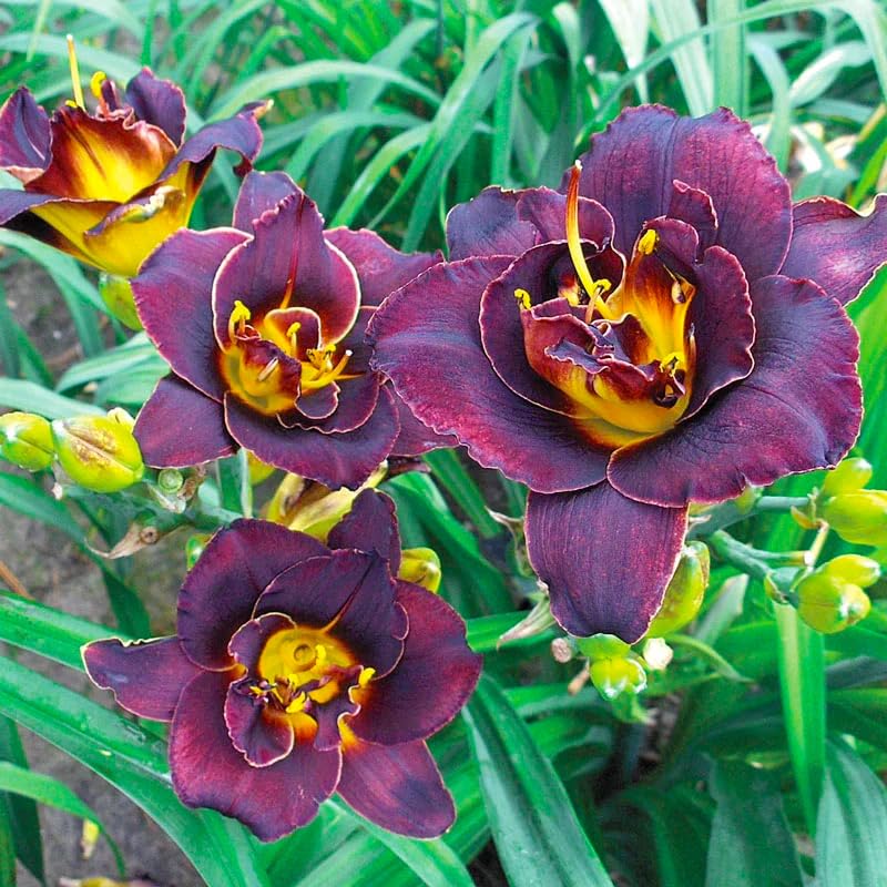 Generic Daylily Seeds drought-tolerance concept in landscape-ready planting visuals.