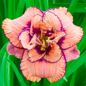 Generic Daylily Seeds germination close-up showing potential for vibrant blooms.