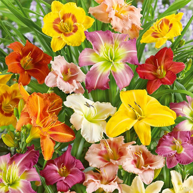 Generic Daylily Seeds landscape-ready layout for borders and garden depth.