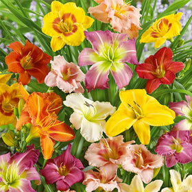 Generic Daylily Seeds landscape-ready layout for borders and garden depth.