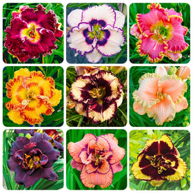 Generic Daylily Seeds packaging for easy, low-maintenance gardening.