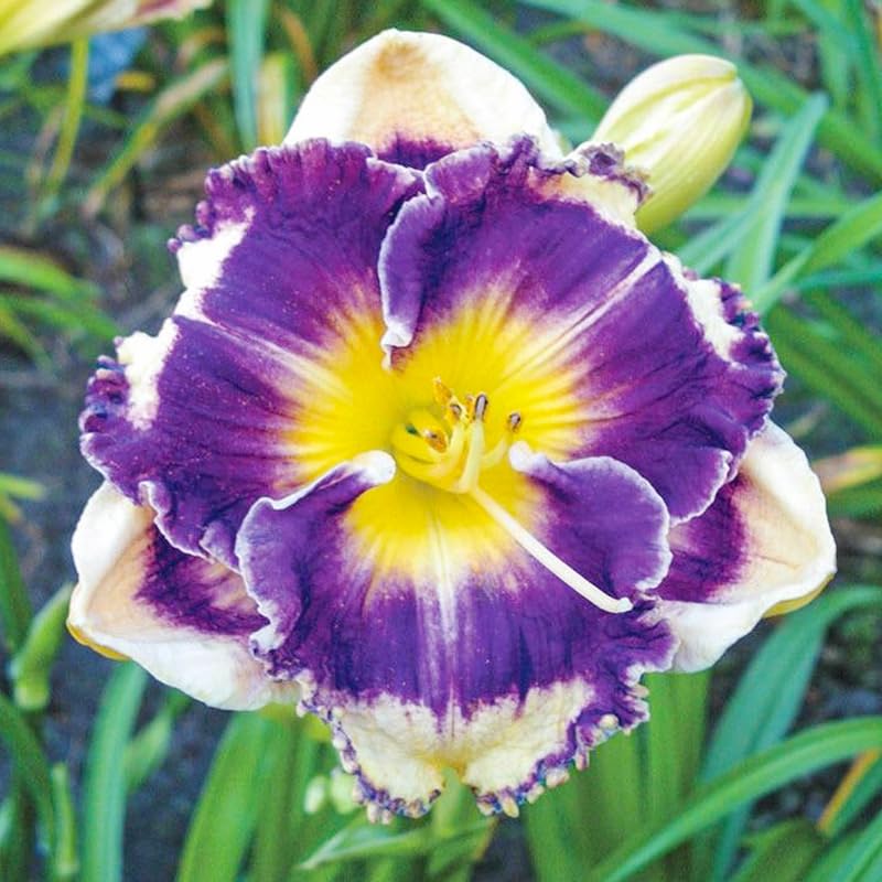 Generic Daylily Seeds sowing in soil illustrating post-frost planting prep.