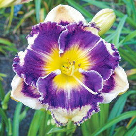 Generic Daylily Seeds sowing in soil illustrating post-frost planting prep.