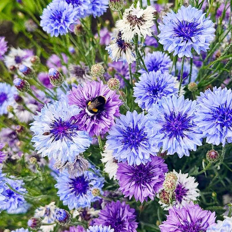 Generic dried cornflower bouquet idea for long-lasting arrangement.