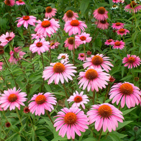 Generic Echinacea seeds attract bees and butterflies, boosting backyard biodiversity.