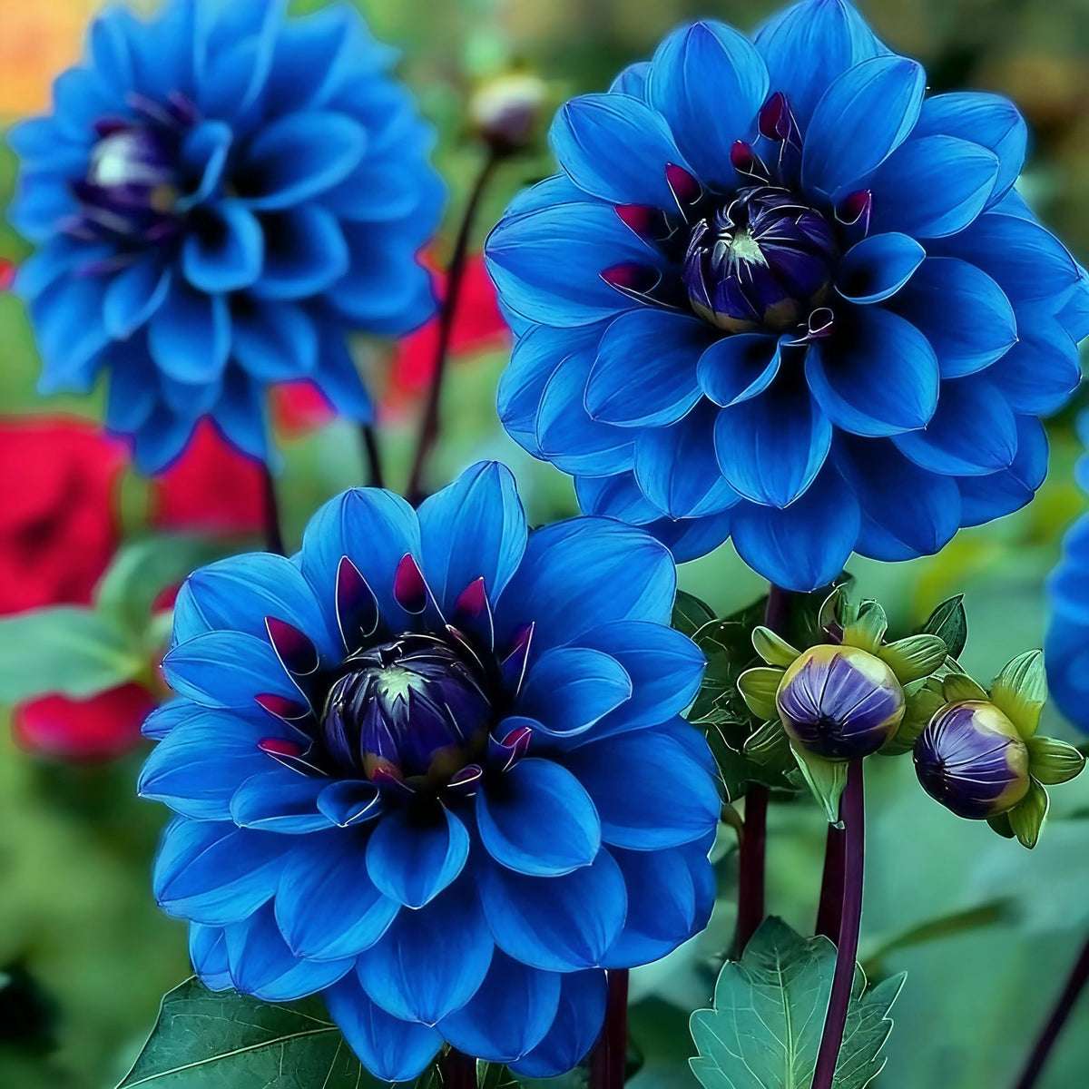 Generic dwarf dahlia seeds seedling in a pot for small spaces.