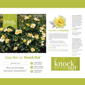 Generic Easy Bee-zy Knock Out Rose forms a compact hedge with vibrant color.