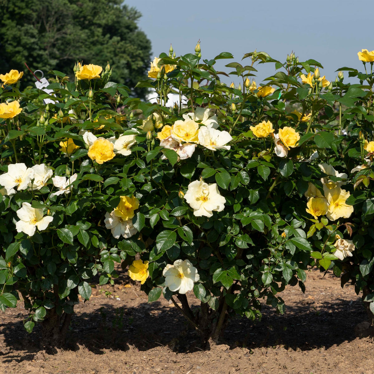 Generic Easy Bee-zy Knock Out Rose rounded hedge form shown in landscape setting.