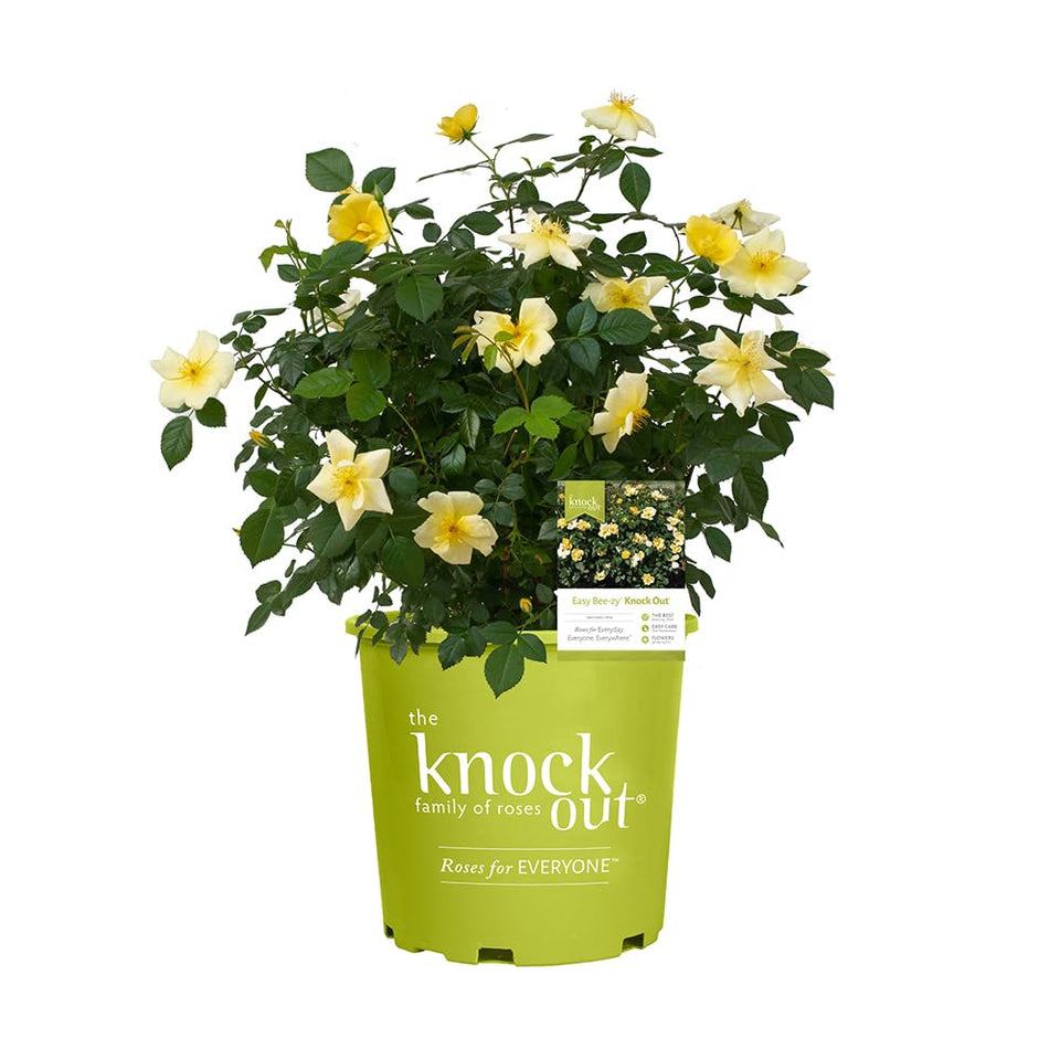 Generic Easy Bee-zy Knock Out Rose yellow bloom close-up for vibrant garden color.