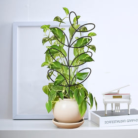 Generic easy-to-insert trellis for quick setup without tools.