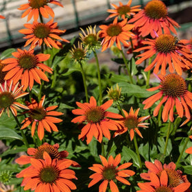 Generic Echinacea seeds showcase drought-tolerant blooms ideal for low-water gardens.