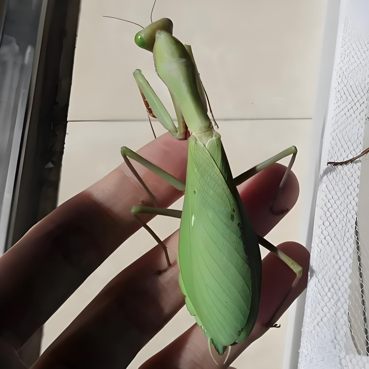Wooden observation pack with mantis eggs for science demos.