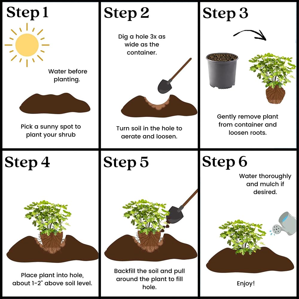 Generic Brown Turkey fig plant in a container, ideal for patios