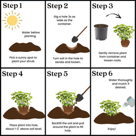 Generic Brown Turkey fig plant in a container, ideal for patios